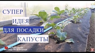 Супер ИДЕЯ для посадки КАПУСТЫ! Посадка капусты.