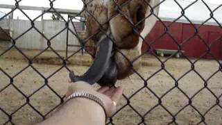 Giraffe Tongues