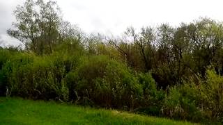 Соловей классно поет - лето, Россия, Урал