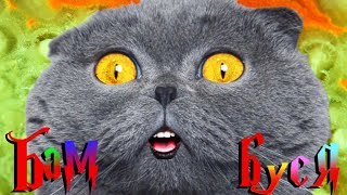 Подарки! Прощай, сардельки - Привет Игрушки! Сюрпризы для кота Бамбуси!