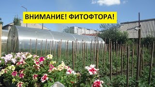 ФИТОФТОРА. ЧАСТЬ 1. ВСЕ СНАЧАЛА. 