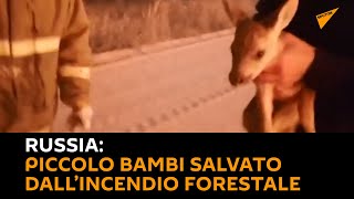 #Russia: piccolo #Bambi salvato dall’incendio forestale
