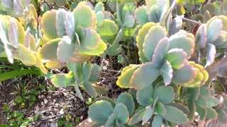 Kalanchoe Stonecrop - Lavender Scallops - Kalanchoe fedtschenkoi HD 04