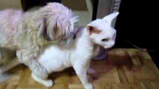 funny dog humps devon rex cat