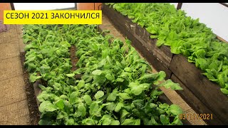 Все растения в теплице замерзли! У нас минус 14! Обзор огорода и теплицы в Сибири 3 ноября.