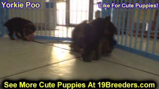 Yorkie Poo, Puppies, For, Sale, In, Wichita, Kansas, KS, Pittsburg, Hays, Liberal, Prairie Village,