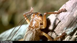 Monsterduelle XXS - Sandlaufkäfer VS Grillenschrecke [HD 720p] Tiger Beetle VS Cricket