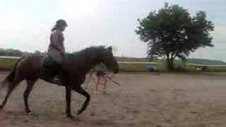My first attempt at cantering and first time falling off
