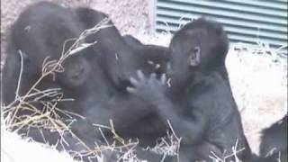 Kiburi  and Tatu