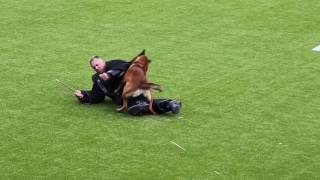 Лучшие атаки полицейской дрессировки Голландии KNPV, Eindhoven 2016