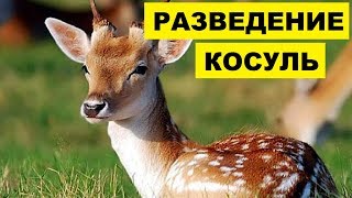 Разведение и содержание косуль как бизнес идея