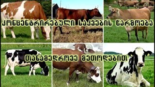 koncentrirebuli sakvebi.silosi. momzadeba Tanamedrove meTodebiT
