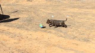 Смерть мячика / death of the ball