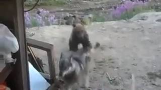 Пятеро мужчин засняли свою смерть ЛУЧШИЕ ПРИКОЛЫ 2016 2017
