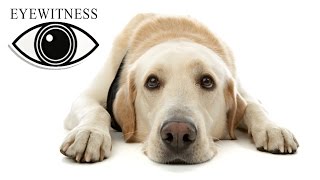 Все О Собаках | BBC Документальный Фильм | Eyewitnes | Dogs