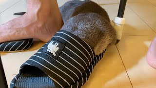 スリッパになったカワウソ Otter as a slipper