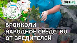 Борьба с вредителями капусты брокколи народными средствами. Опрыскивание настоем листьев томата.