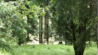 free video loop free video background HD forest V Avatfilm1