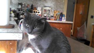 Cat in Heat Meows To Male Outside