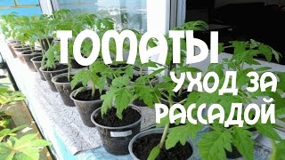 Томаты. Уход за рассадой "Малиновое Чудо".