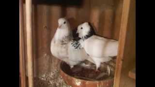 iranian pigeons high flyers kurdish pigeons in uk 2013
