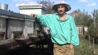 М-ТВ новости. Массовый падеж пчёл. Полгода спустя. Михайловка-ТВ.