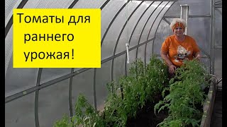 Продолжаю высаживать рассаду томатов в теплицу. 23 марта. 