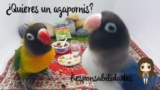 ¿Estás preparado para tener un agapornis?