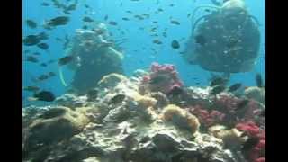 Dive site: Shark Point with CrocoDive Diving Center