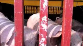 Korean Natural Farming - Pig