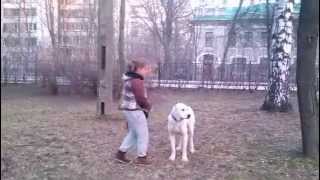 Дрессировка алабая