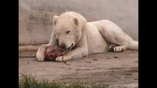 KAZ SÜRÜSÜNÜ KORUYAN AKBAŞ ,KANGAL VE ANADOLU ÇOBAN KÖPEKLERİ