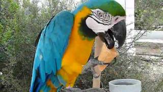 Pafos Bird Park - Georgina's eating icecream