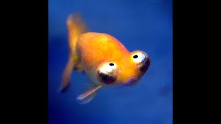 Something’s Fishy About This Pod...