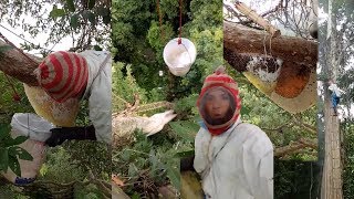 Harvest Honey in thailand - traditional harvesting Honey Bee with cook asian food , Honey hunting