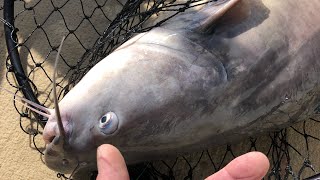 Pissing blue catfish on the boat