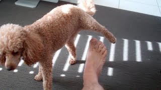 Dog Peeing On Your Foot???