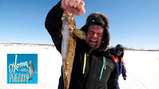 Налим. "Охота на рыбалку" с Вилле Хаапасало ? Моя Планета