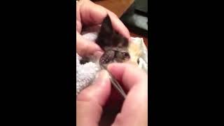 Удаление Овода у Котенка/Botfly removal from kittens face