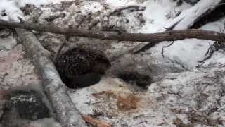 Beaver Snaring in Minnesota 2012