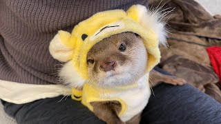 やたらわちゃわちゃして始まる2022年のカワウソ猫たち Cat and Otter in the Year 2022 Start Getting All Messy