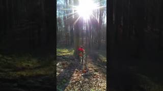 Buche fällen || Stihl MS 362