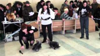 На ринге...
