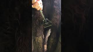 Castration