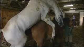 Horse Mating