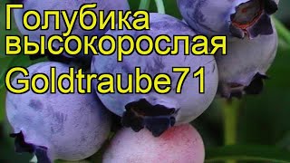 Голубика высокорослая Голдтрауб71. Краткий обзор, описание vaccinium corymbosum Goldtraube71