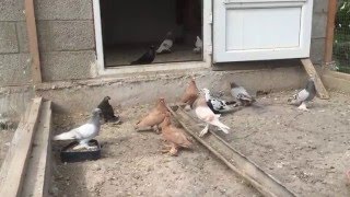 Домашние голуби