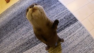 一生後ろをついてくるカワウソとずっと追いかけっこしてみた otter chased me whole time.