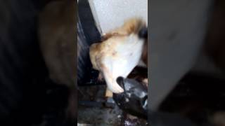 Мездрение шкур на станке чулком