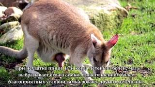 Факты о кенгуру \  Facts about kangaroo
